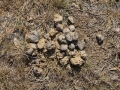 Horse Scat