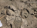 Horse Tracks