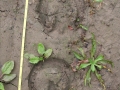Horse Tracks