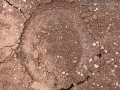 Horse Tracks