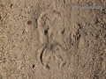 Horse Tracks