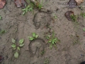 Horse Tracks