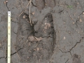 Llama and Deer Tracks