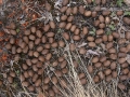 Moose Scat