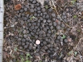 Moose Scat