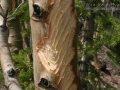 Moose Feeding Sign