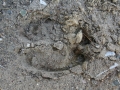 Moose Tracks
