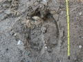 Moose Tracks