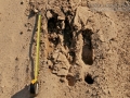 Moose Tracks