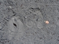 Moose Tracks