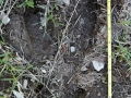 Moose Track