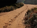 Moose Tracks