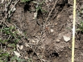Moose Tracks