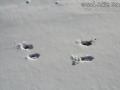 Mule Deer Pronk