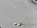 Mule Deer Pronk