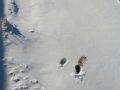 Mule Deer Pronk