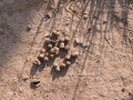 Mule Deer Scat