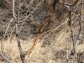 Mule Deer Rub