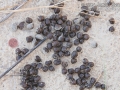 Mule Deer Scat