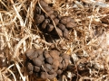 Mule Deer Scat