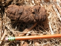 Mule Deer Scat