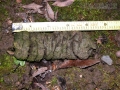 Mule Deer Scat