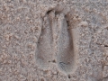 Mule Deer Tracks