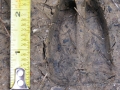 Mule Deer Tracks