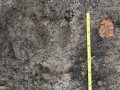Mule Deer Front Track