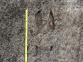 Mule Deer Hind Track