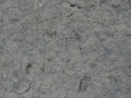 Mule Deer Pronk