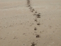 Nilgai Tracks