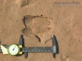 Nilgai Tracks