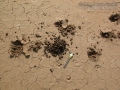 Nilgai Tracks and Scat