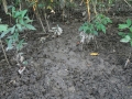 Peccary Digging