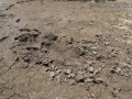 Peccary Rooting