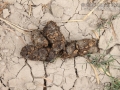 Peccary Scat