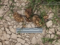 Peccary Scat