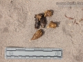 Peccary Scat
