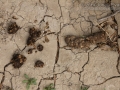 Peccary Scat