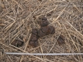 Peccary Scat