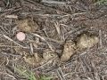 Peccary Scat