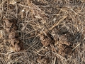 Peccary Scat