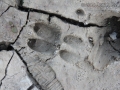 Peccary Tracks