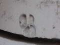 Peccary Tracks
