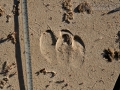 Peccary Tracks