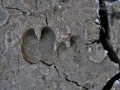 Peccary Tracks