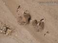 Peccary Tracks