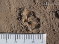 Peccary Tracks