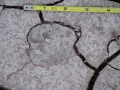 Peccary Tracks